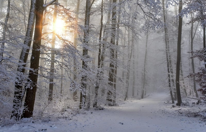Mystical Forest